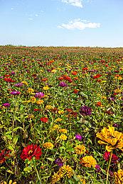 大宇资讯经典游戏《阿猫阿狗》Steam页面上线 支持简繁体中文